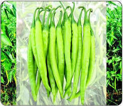 greenfarm Chilli Seeds green Chilli Mirchi Seeds organic (250 seeds) E209 Seed