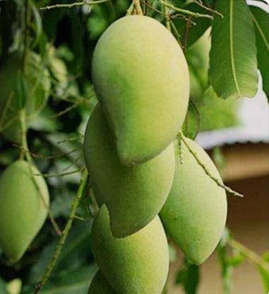 SHYAM DASARI MANGO Fruit Plant Seed