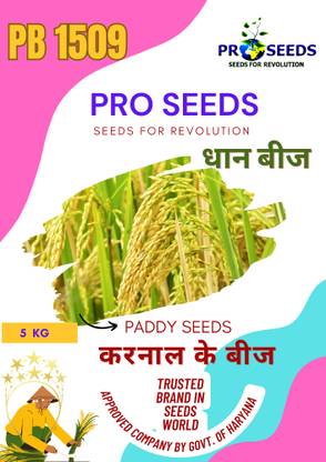 PRO SEEDS Paddy Pusa Bsmati Pb 1509 5 kg highly graded seed Seed