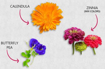 CYBEXIS 3 in 1 Edible Zinnia, Butterfly Pea Flower, Calendula Seed