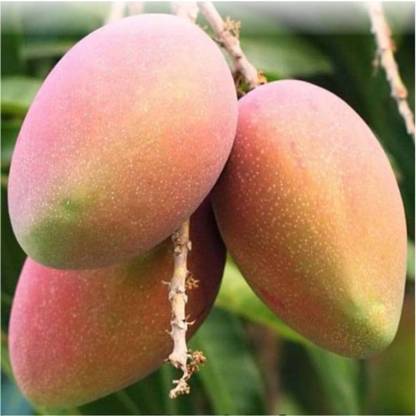 ibains Kesar mango tree seeds Seed