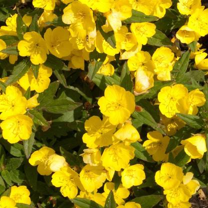 Biosnyg Dwarf Evening Primrose Flower Garden Seeds-[50 Seeds] Seed