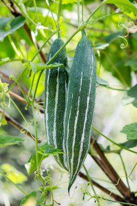 Quentova Serpent gourd/Snake Gourd-LIV-6F Seed