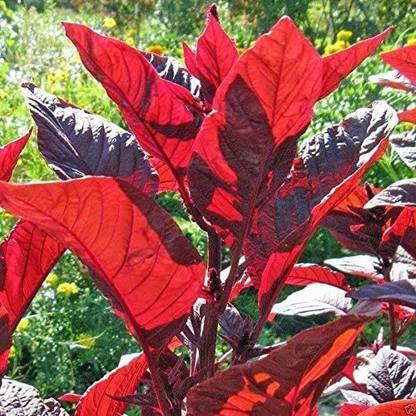 WILLVINE XLR-325 Amaranth Red Leaf Callaloo Seed