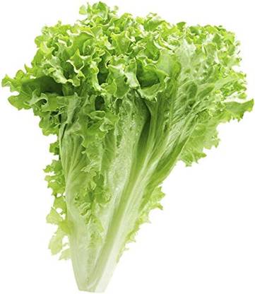BDSresolve lettuce leaves seeds/lettuce seeeds 60 Seed