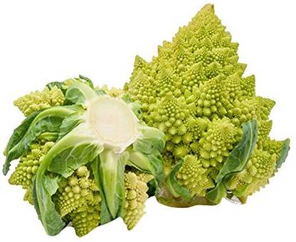 WILLVINE NKR -I Imported Dutch Pagoda Tower Cauliflower [100g, 30000 Seeds] Seed