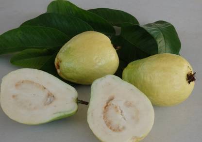M-Tech Gardens Rare Hybrid Guava " China Pear " Exotic 40 Seed