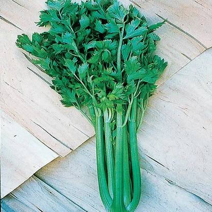 ENTENT Tango Hybrid Celery Seed