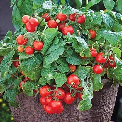 WILLVINE India Dwarf Tiny Tim Cherry Tomato [2.5g, 750 Seeds] Seed