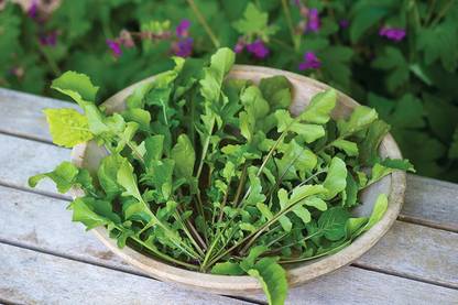 VibeX ® VMR-31 Arugula Wild Rocket Rucola Selvatica Seed