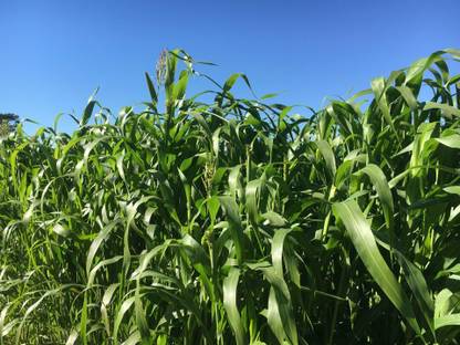 wequality Sudan sorghum grass seeds, Sorghum sudan grass seeds, Best sudan seeds Seed