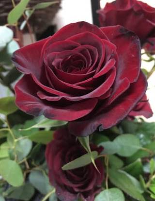 greenfarm NXC- Fragrant Rose Flower Seeds/ Gulab Seeds, 90 X Seeds , RFG91 Seed