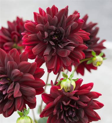 WILLVINE Dahlia Dahlia 'Karma Choc' Seed