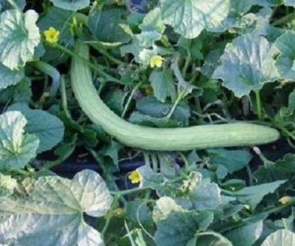 VibeX ® VXI-52 Cucuzzi (Italian Edible) Gourd Seed Seed