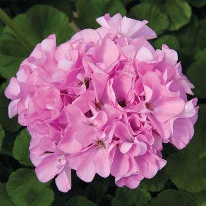 Biosnyg Maverick F1 Geranium Flower Seeds-Quicksilver-[50 Seeds] Seed