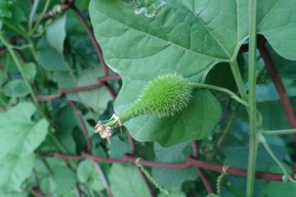 VibeX Kantola/Spiny Gourd Seeds (कंटोला) ककोड़ा[250 Gms, 1250 Seeds] Seed