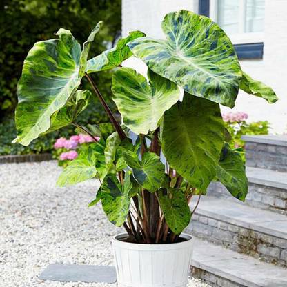 SREE Taro Root Seeds for Gandening, Taro Root Organic Seed