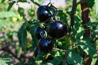DHENU PRASAD 1553 F1 Hybrid Round Black Tomato Seed