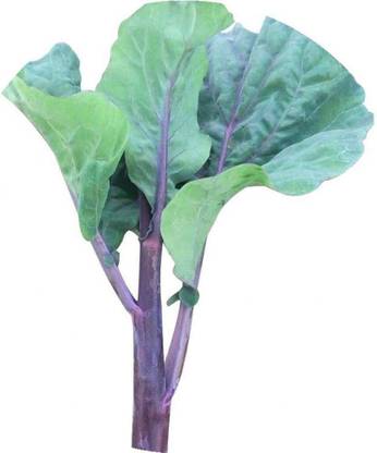CYBEXIS Hybrid Chinese Swiss Chard Seeds-250 Seeds Seed