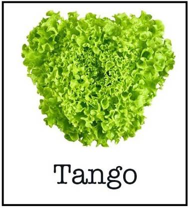 CYBEXIS NDIR-85 - Tango Lettuce - (150 Seeds) Seed
