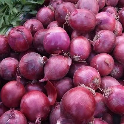 WATIKA Nashik (नाशिक) Onion Red Seed