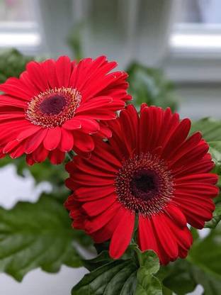 Lorvox Exotic Gerbera Mix Flower Seed