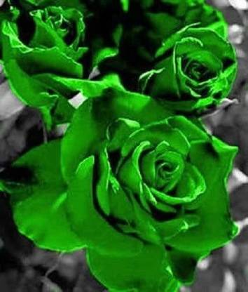 VibeX TLX-7 - GREEN ROSE - (100 Seeds) Seed