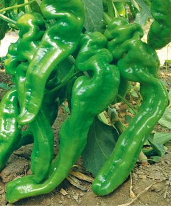 KNESSiN Pepper Screw King Seed