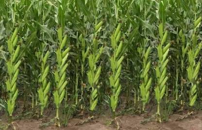 HYBRID 500g, Hy. Makka, maize, corn seeds highest yield Verity, 500g pouch Seed