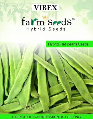 WILLVINE Hybrid Flat Beans Seeds-(1000 Seeds) Seed