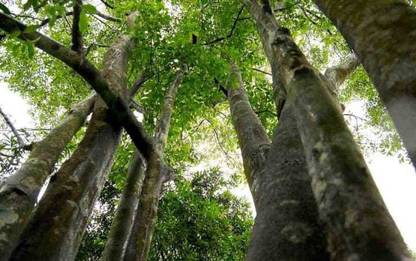Pioneer Natural Agara, Oodhy, Aquilariaz, Agar Wood Tree Seed