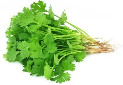EKAKSHAR Syngenta Coriander Seeds Kalmi Dhaniya (Leafy Vegetable) 40 Seeds P71 Seed