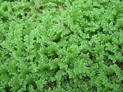 BDSresolve Azola seeds for plant/azolla seeds 389 Seed