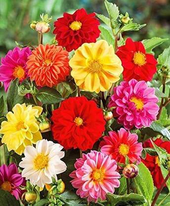 CYBEXIS ATS-33 - Double Dahlia Mix - Annual Flowers for Planting - GMO Free (540 Seeds) Seed