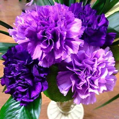 CYBEXIS Purple Carnation Balcony Courtyard Garden Seed