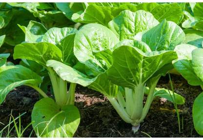 ENINE Hybrid Vegetable Seeds for Home Gardening Pak choi 50 Seeds FF58 Seed