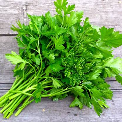 VibeX ATS-67 - Single Italian Parsley - (250 Seeds) Seed