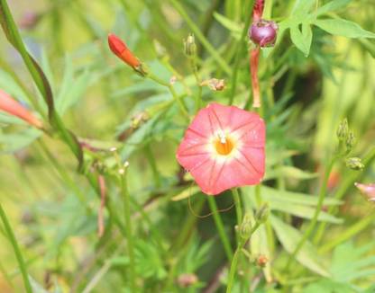 ZIXA IPOMEA FLOWER Seed