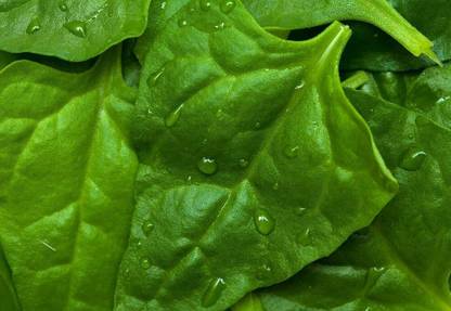 KNESSiN New Zealand Spinach - Tetragonia expansa-{800 Seeds} Seed