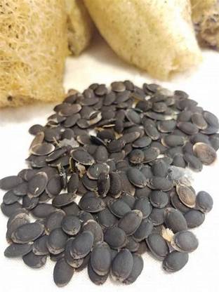 WILLVINE PUAS-42 Sponge Gourd, Muop Huong Seeds Seed
