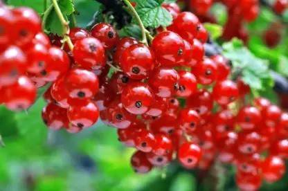 Aro Cherry, Sweet Cherry Seed