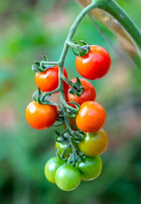 MOGEX tomato Seed