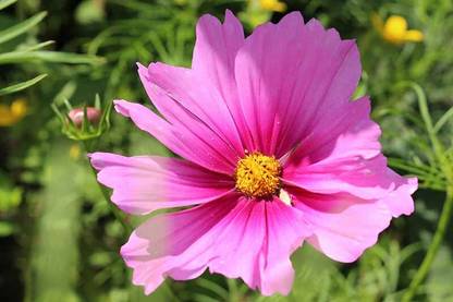 CEZIUS Home Gardening Flower Seeds Cosmos Radiance Seed