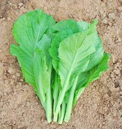 CYBEXIS GBPUT-10 - Small Gai Choi Chinese Mustard - (2250 Seeds) Seed