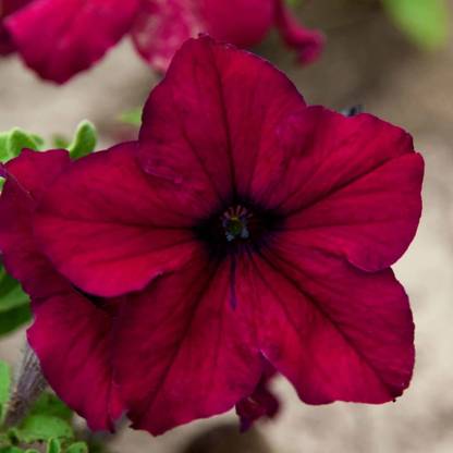 Biosnyg Petunia - Supercascade Series Flower -Burgundy -[250 Seeds] Seed