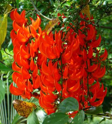 NooElec Seeds India All Seasons Climbing Dwarf Red Jade Vine Flower Seed