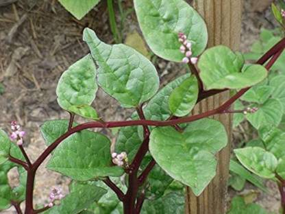 CYBEXIS Basella alba ,Red Malabar Spinach,Ceylon Spinach,Indian Spinach-1000 Seeds Seed