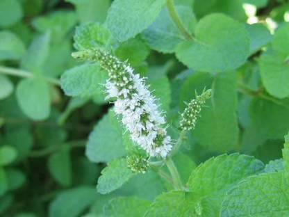 CYBEXIS GUA-15 - Apple Mint - (150 Seeds) Seed