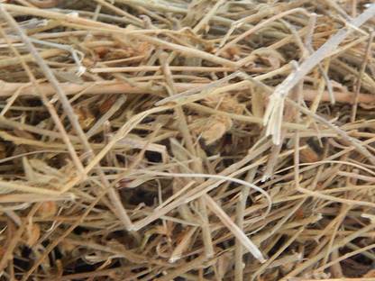 Urancia Sankhahuli Shankhpushpi Shanapuspi Evolvulus Alsinoldes 100g Seed