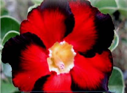 WILLVINE Hip Hop Adenium Obesum Seeds (Desert Rose)-LXI-246 Seed